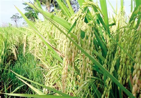 Liquid Foliar Fertilizer Increases Crop Yield – .